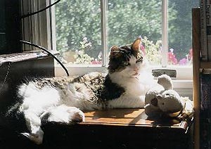  Huckleberry is in one of his favorite place, lying in front of a window, green leaves and red flowers just outside, the sun falling across him,
      warming him and lighting him up.