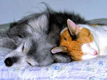 An orange-white-&black cat sleeps head-to-head with a blind and partially deaf black dog
