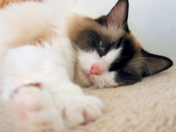 a white and brown cat is lying on her side, reaching out to you