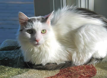 A white cat, with some dark gray markings, sits looking at you